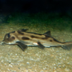 Illustration for article titled Rare shark-like fish reveals evolutionary quirk